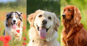 8 Happiest Dog Breeds that Make You Happy