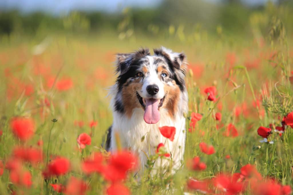 Australian Shepherd