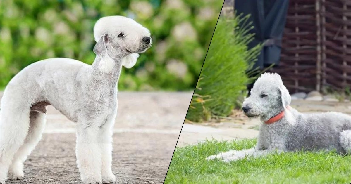 Bedlington Terrier