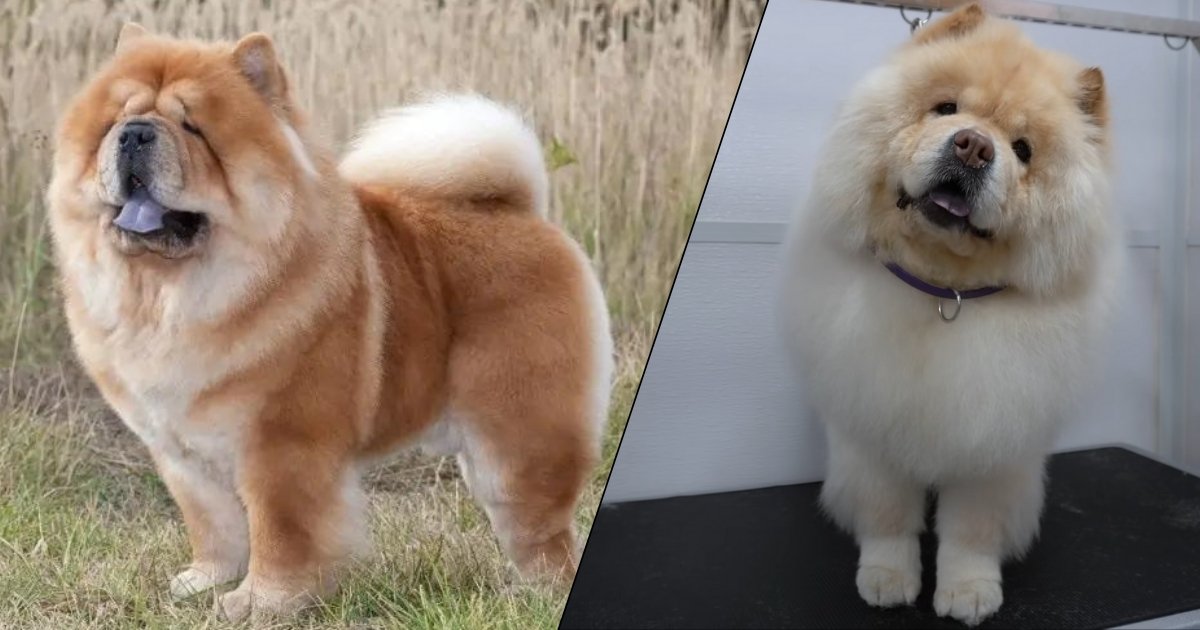 Chow Chow