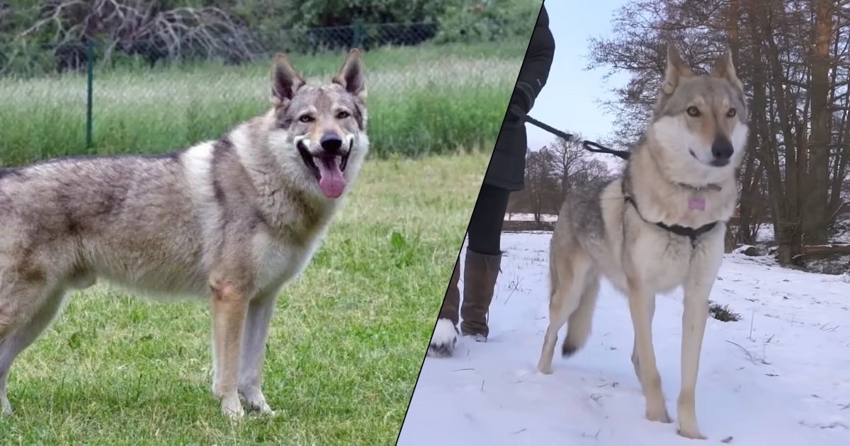 Czechoslovakian Wolf Dog