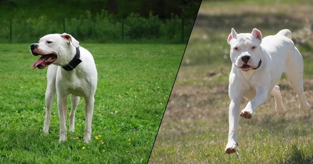 Dogo Argentino