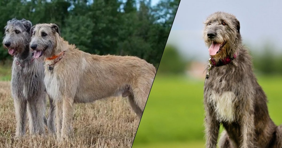 Irish Wolfhound