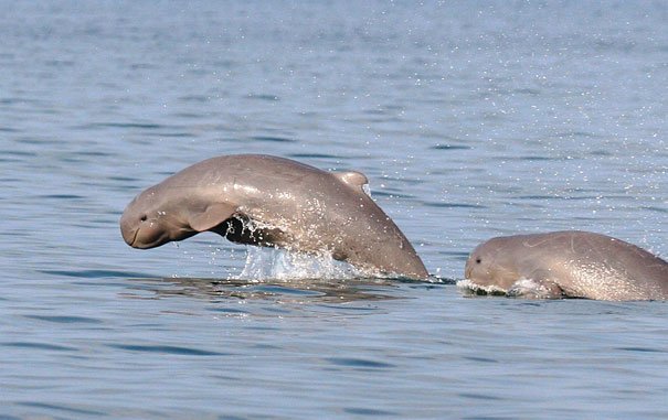 Irrawaddy Dolphin