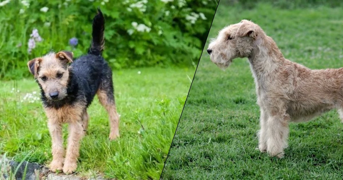 Lakeland Terriers