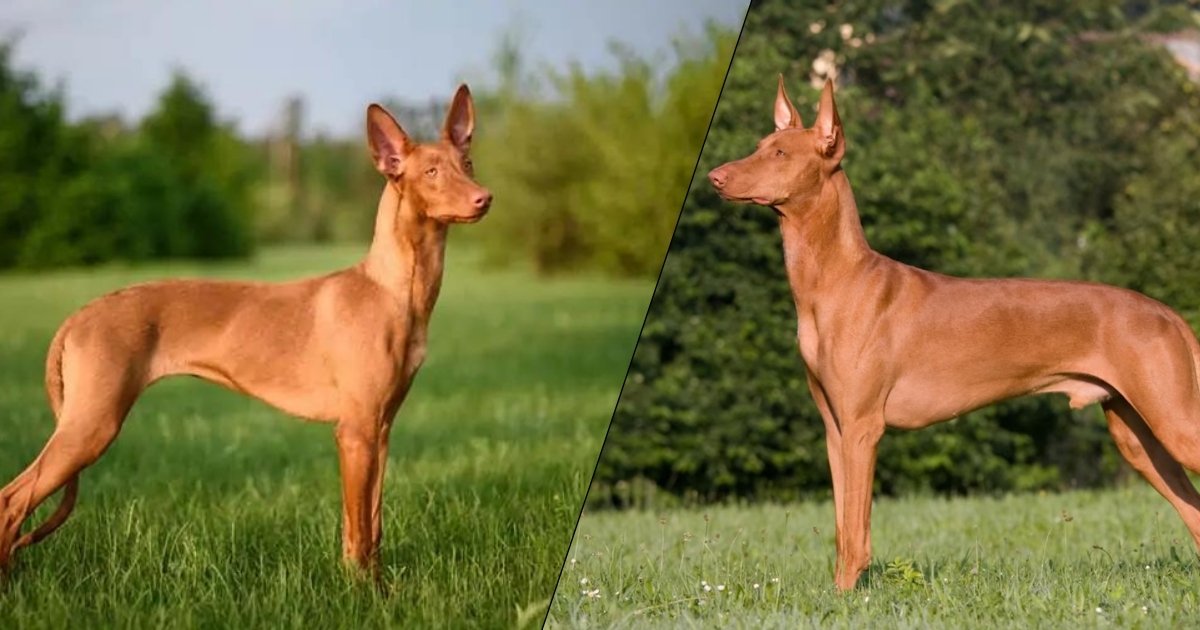 Pharaoh Hound