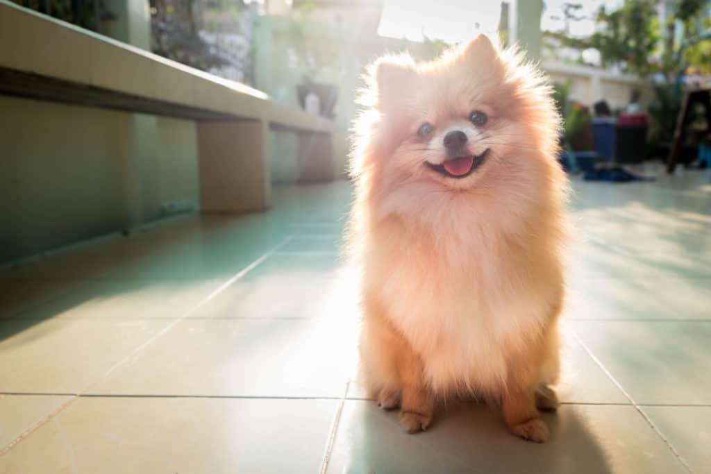 Pomeranian Spitz