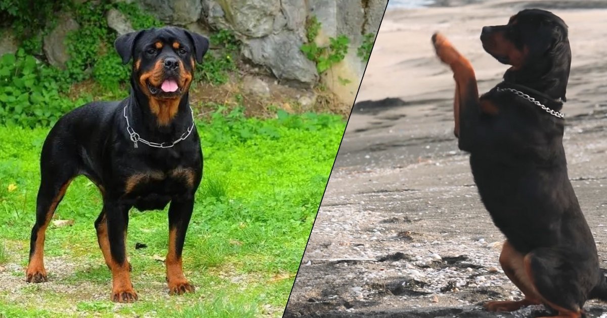 Rottweiler