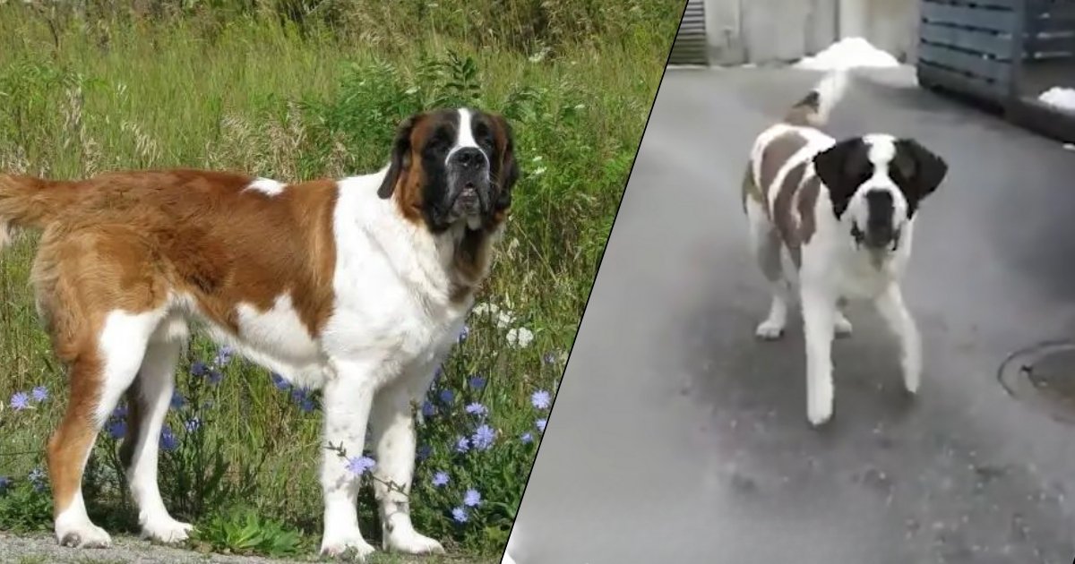 Saint Bernard