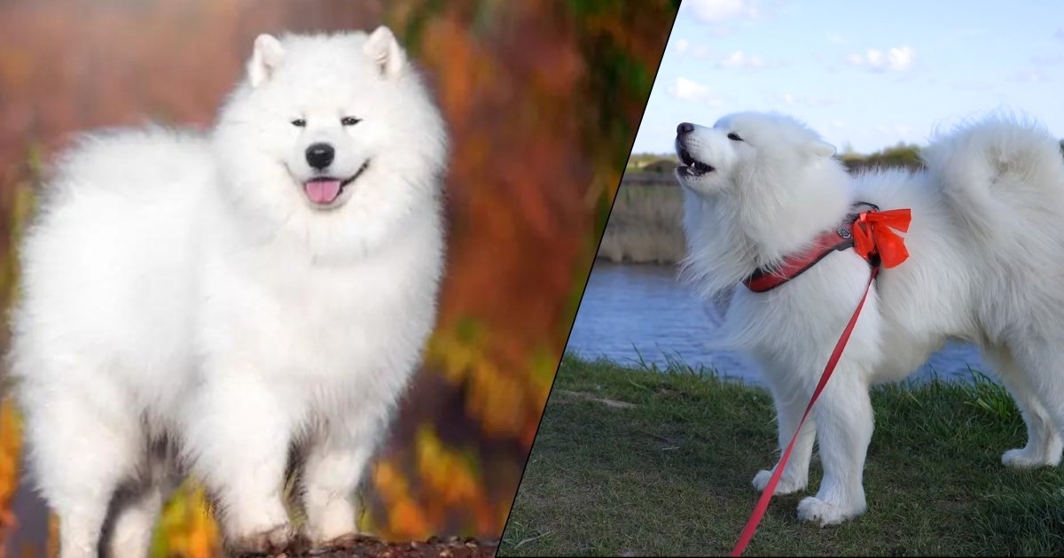 Samoyed