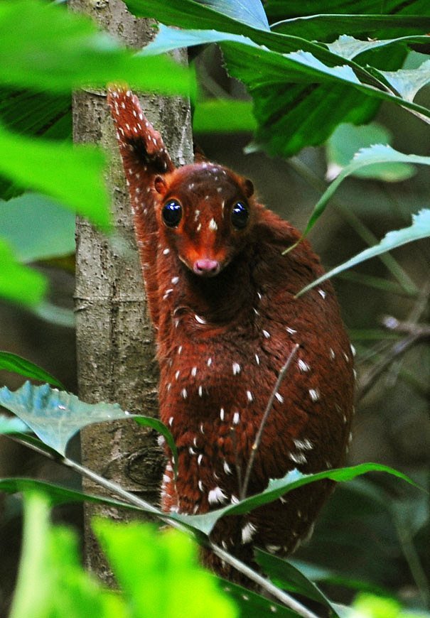 Sunda Colugo