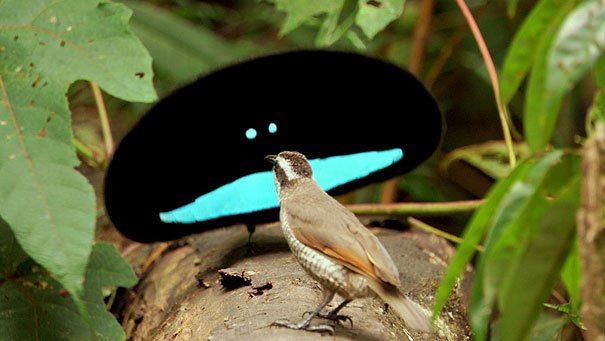 Superb Bird of Paradise-2