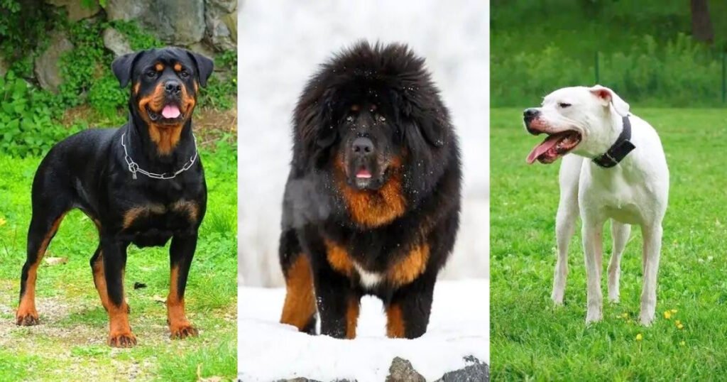 The 20 Most Expensive Dogs in the World