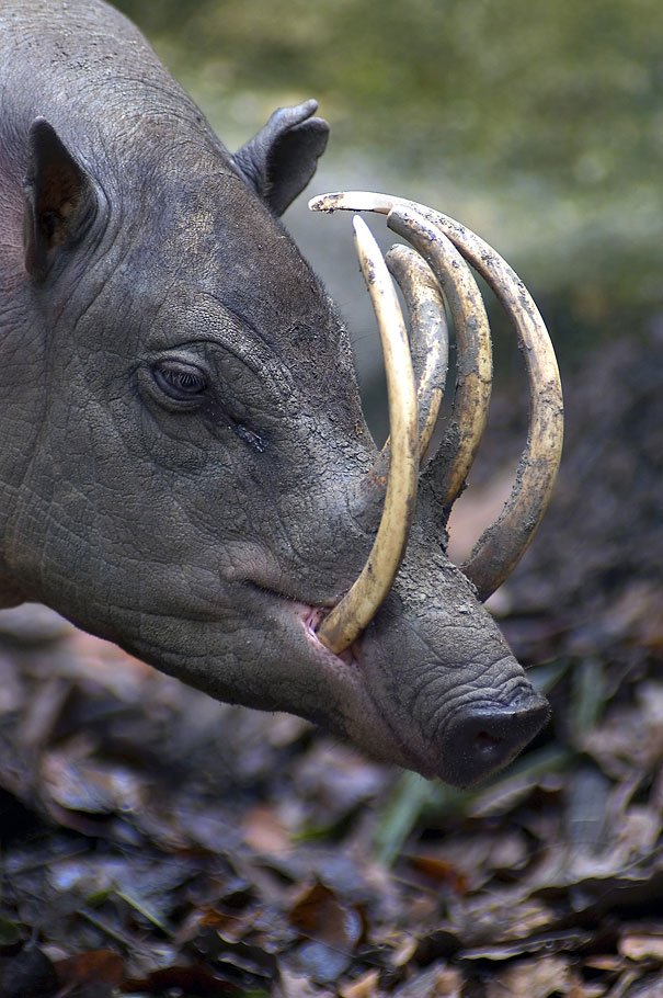 The Babirusa