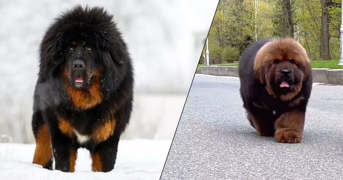 Tibetan Mastiff