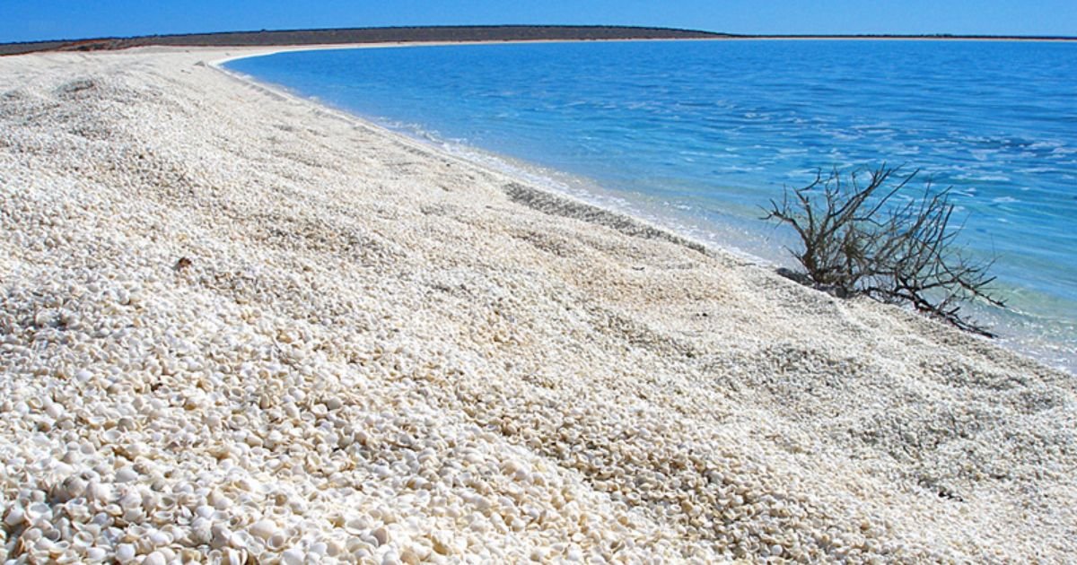 Shell Beach, Shark Bay, Western Australia